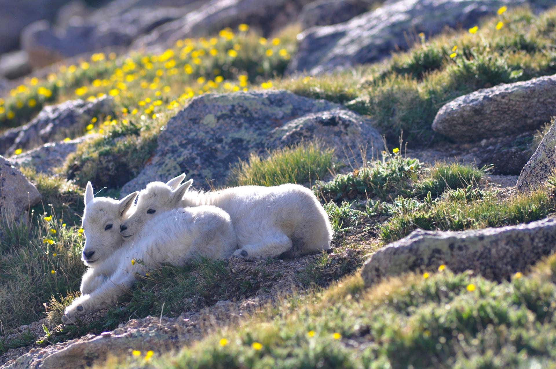 Wildlife – Colorado